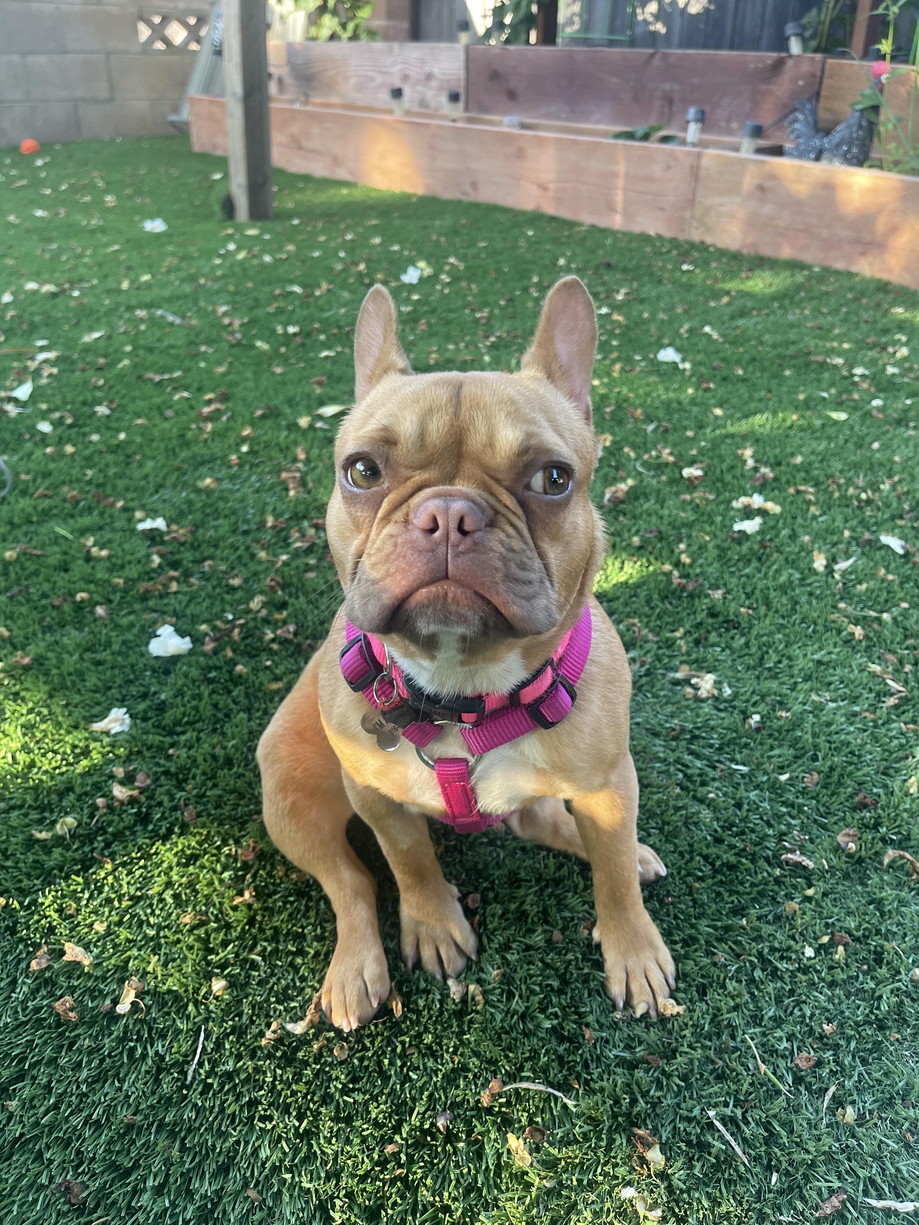 Chanel, a ADOPTABLE French Bulldog in Sacramento, CA image 4/6