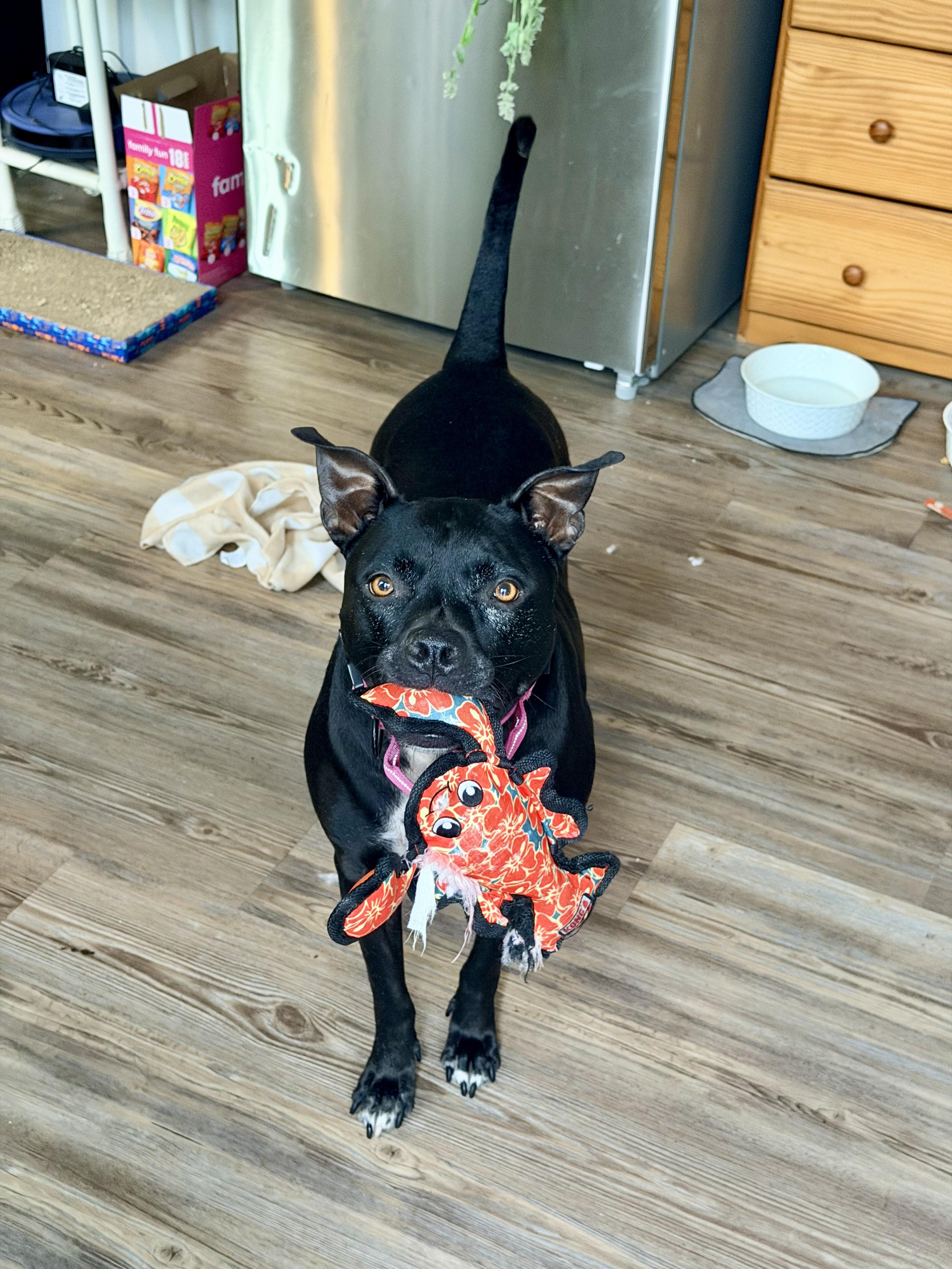 TOPH (FEE SPONSORED), adoptable, Adult Female Pit Bull Terrier.