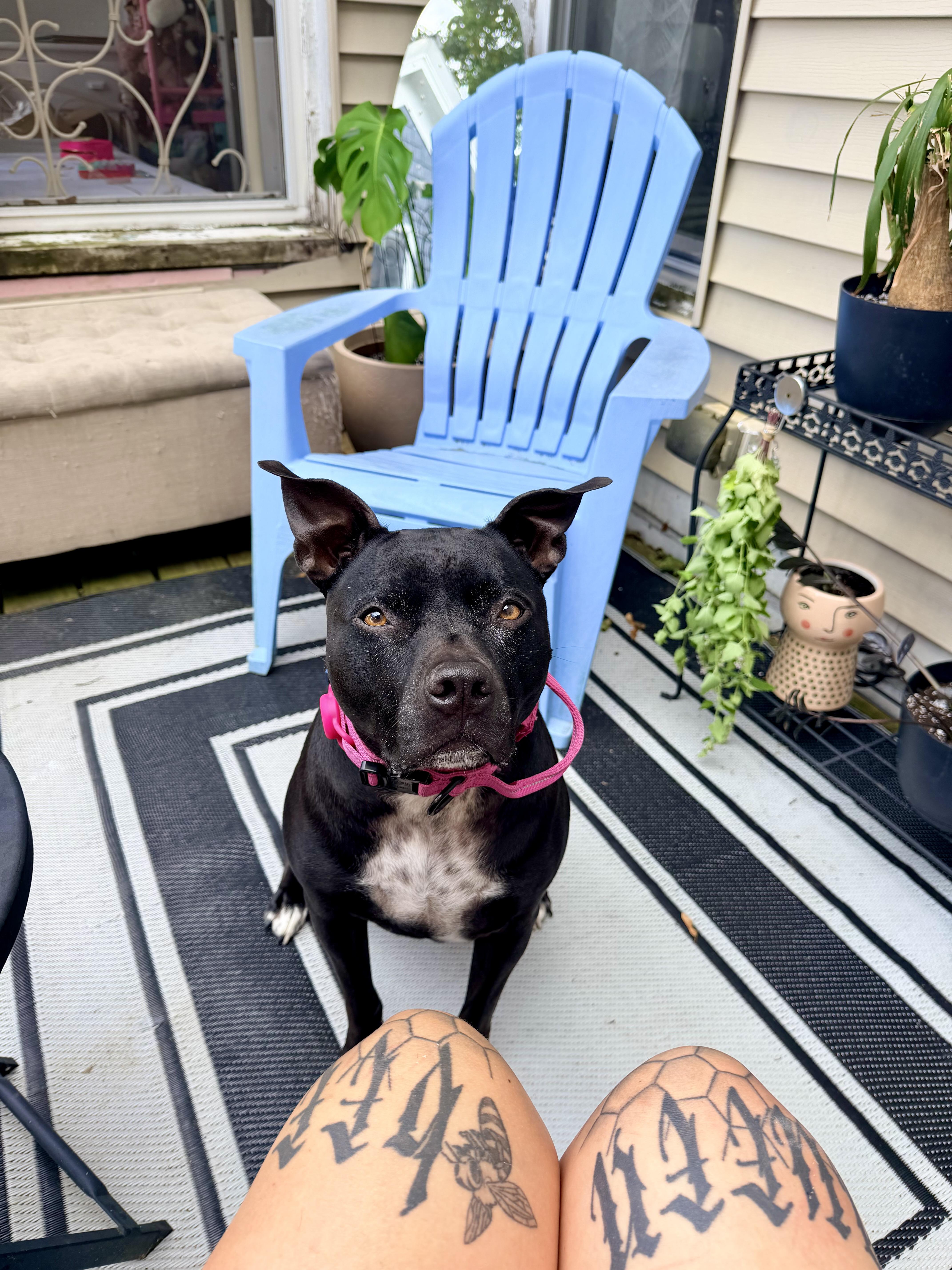Enlarge TOPH (FEE SPONSORED), an adoptable mixed breed in Kennebunk , ME image 3/6