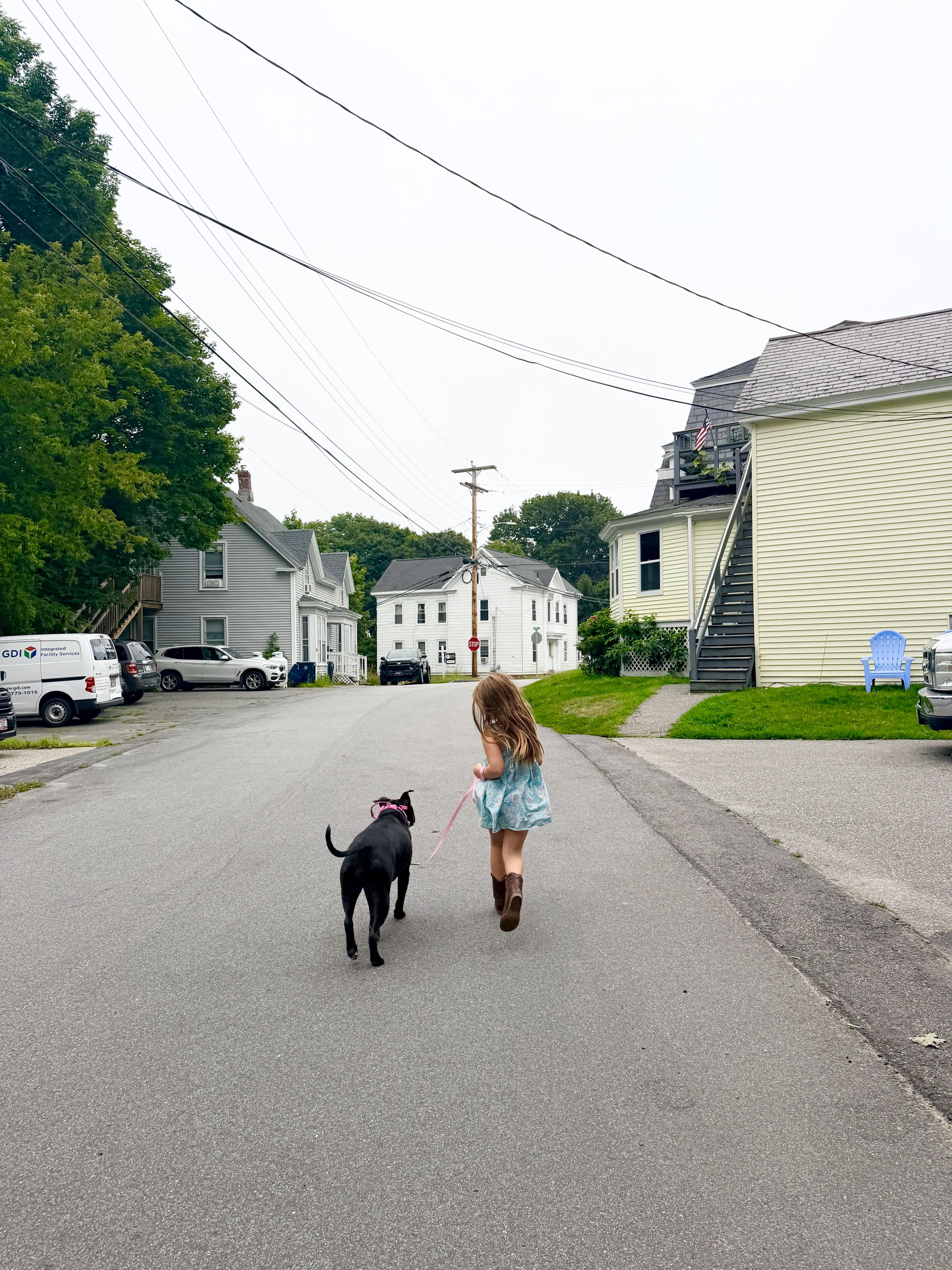 Enlarge TOPH (FEE SPONSORED), an adoptable mixed breed in Kennebunk , ME image 5/6