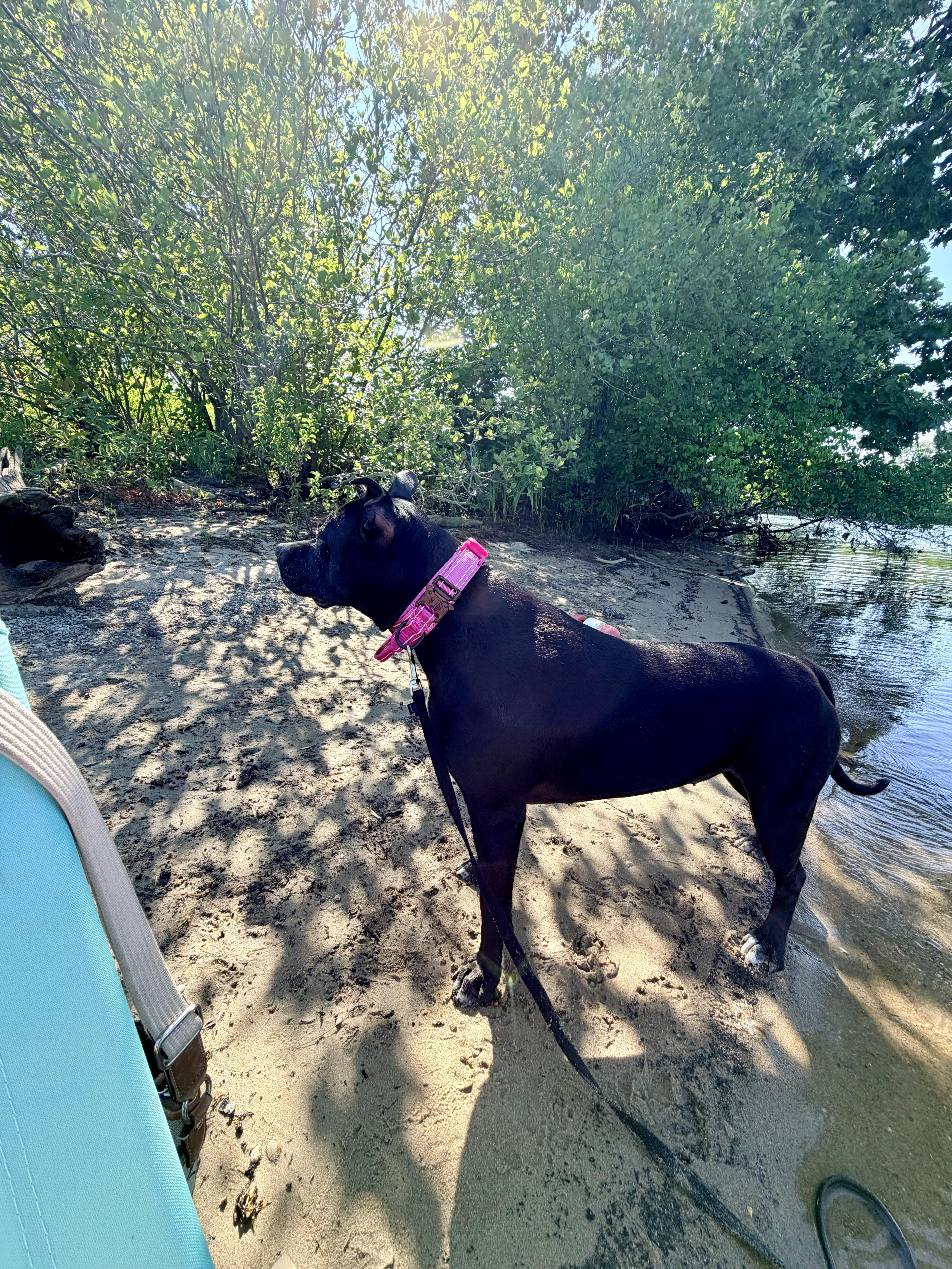 Enlarge TOPH (FEE SPONSORED), an adoptable mixed breed in Kennebunk , ME image 4/6