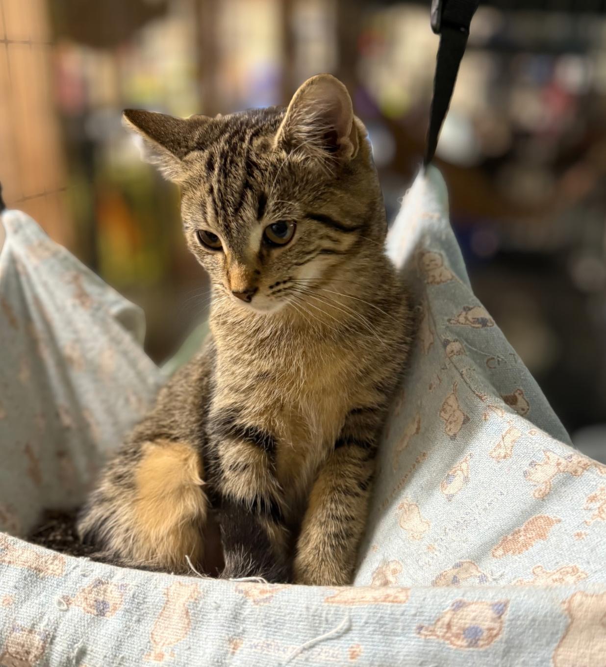Ridge, Adoptable, Kitten Female Domestic Short Hair & Tabby.