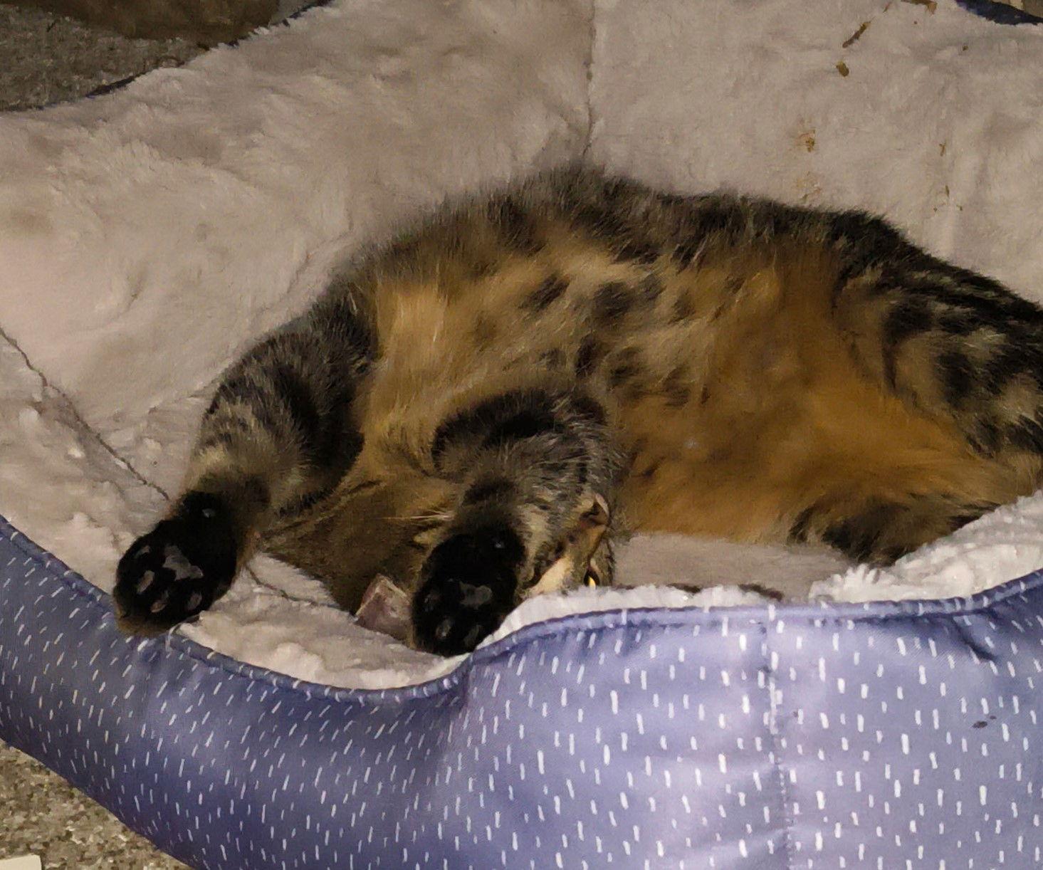 Enlarge Ridge, a Adoptable mixed breed in Traverse City, MI image 2/3