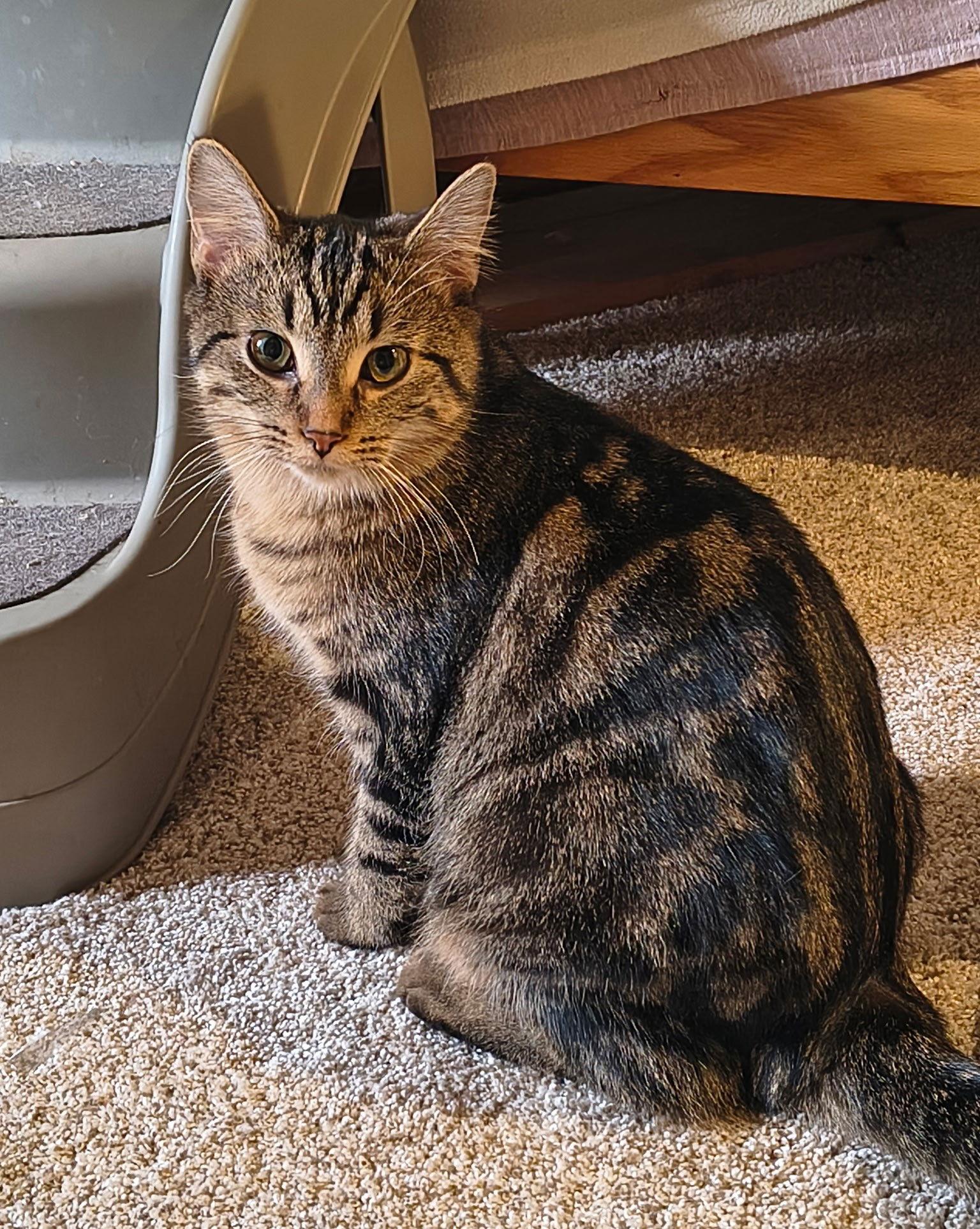 Enlarge Ridge, a Adoptable mixed breed in Traverse City, MI image 3/3