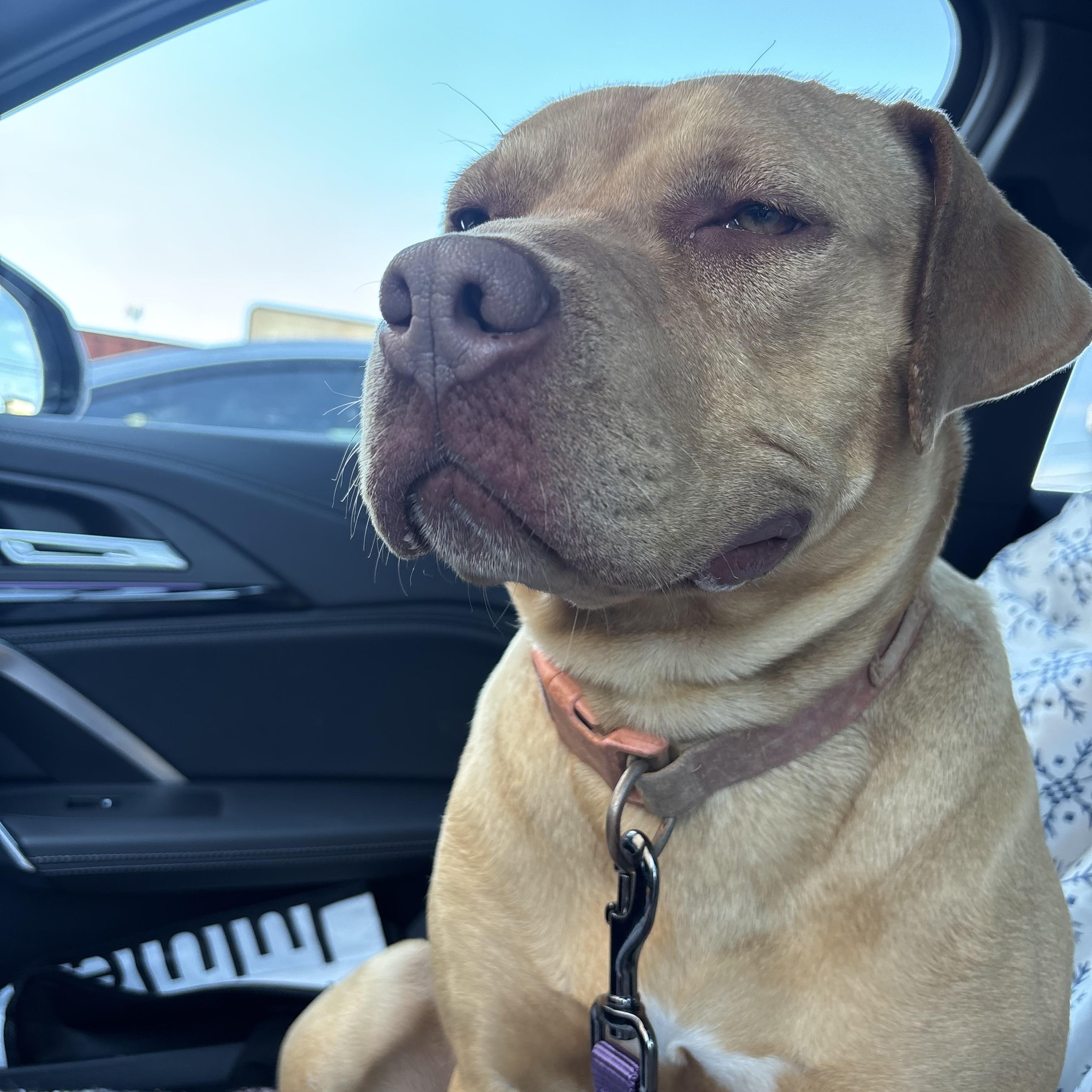 Enlarge Lemon, a ADOPTABLE mixed breed in Choctaw, OK image 6/6