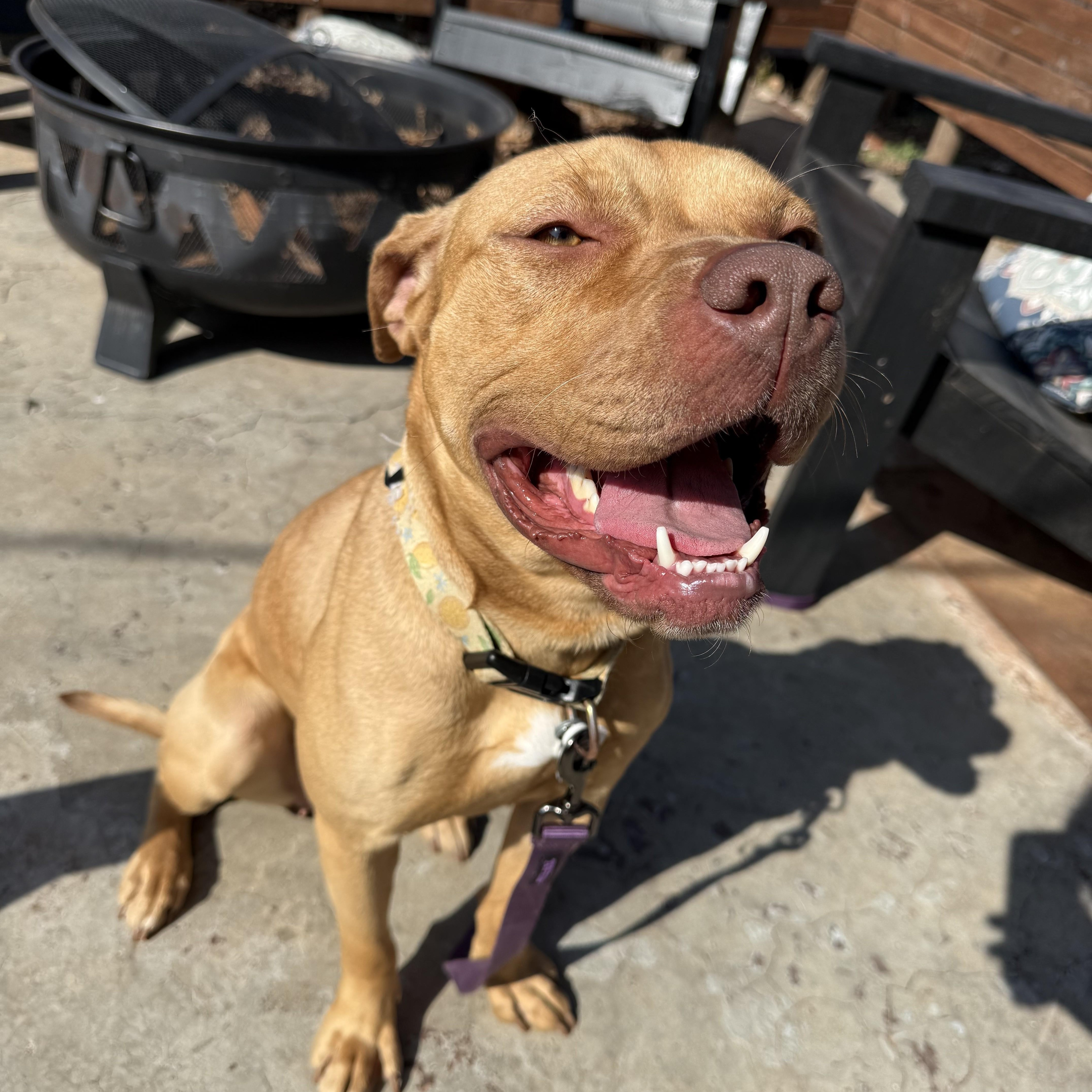 Enlarge Lemon, a ADOPTABLE mixed breed in Choctaw, OK image 1/6