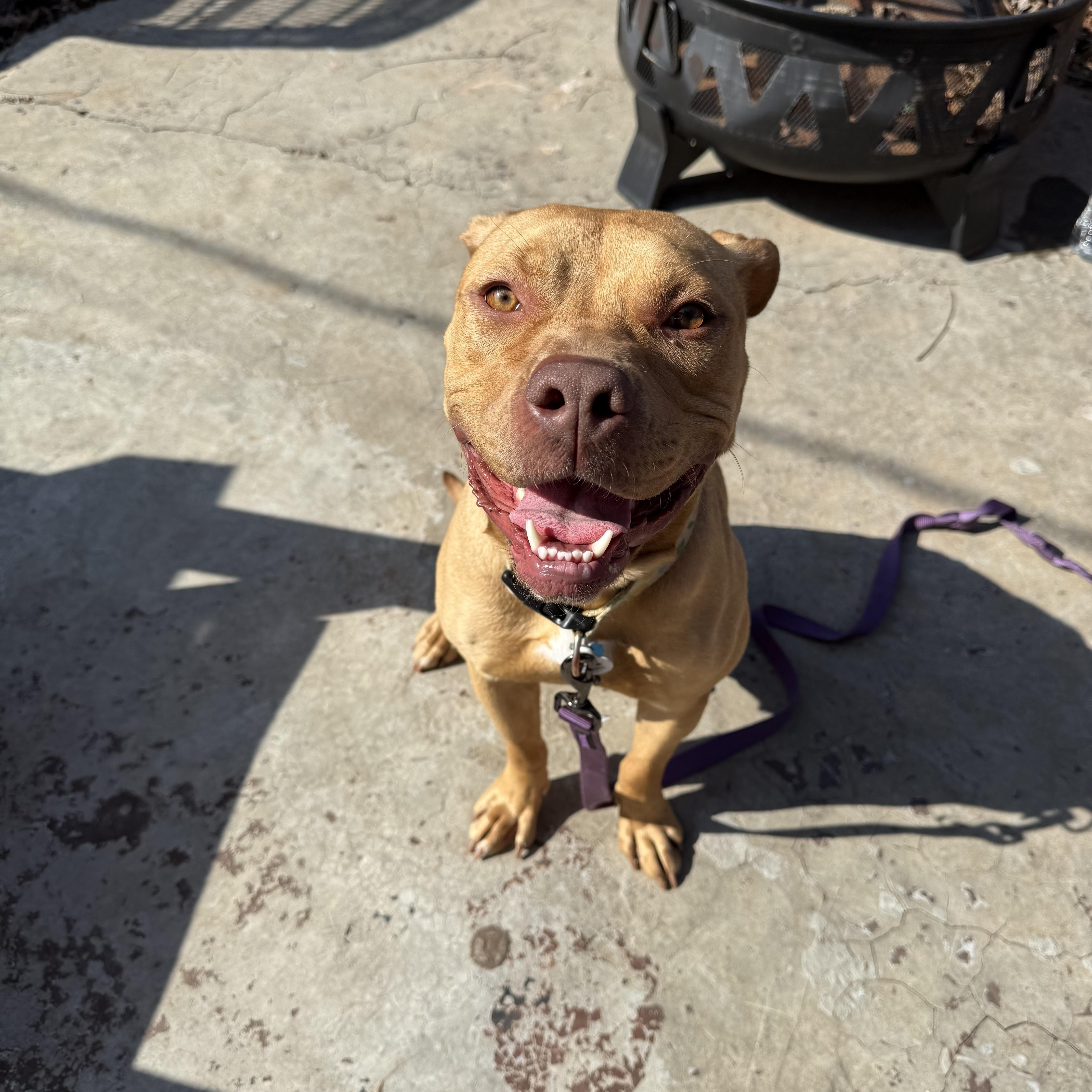 Enlarge Lemon, a ADOPTABLE mixed breed in Choctaw, OK image 5/6