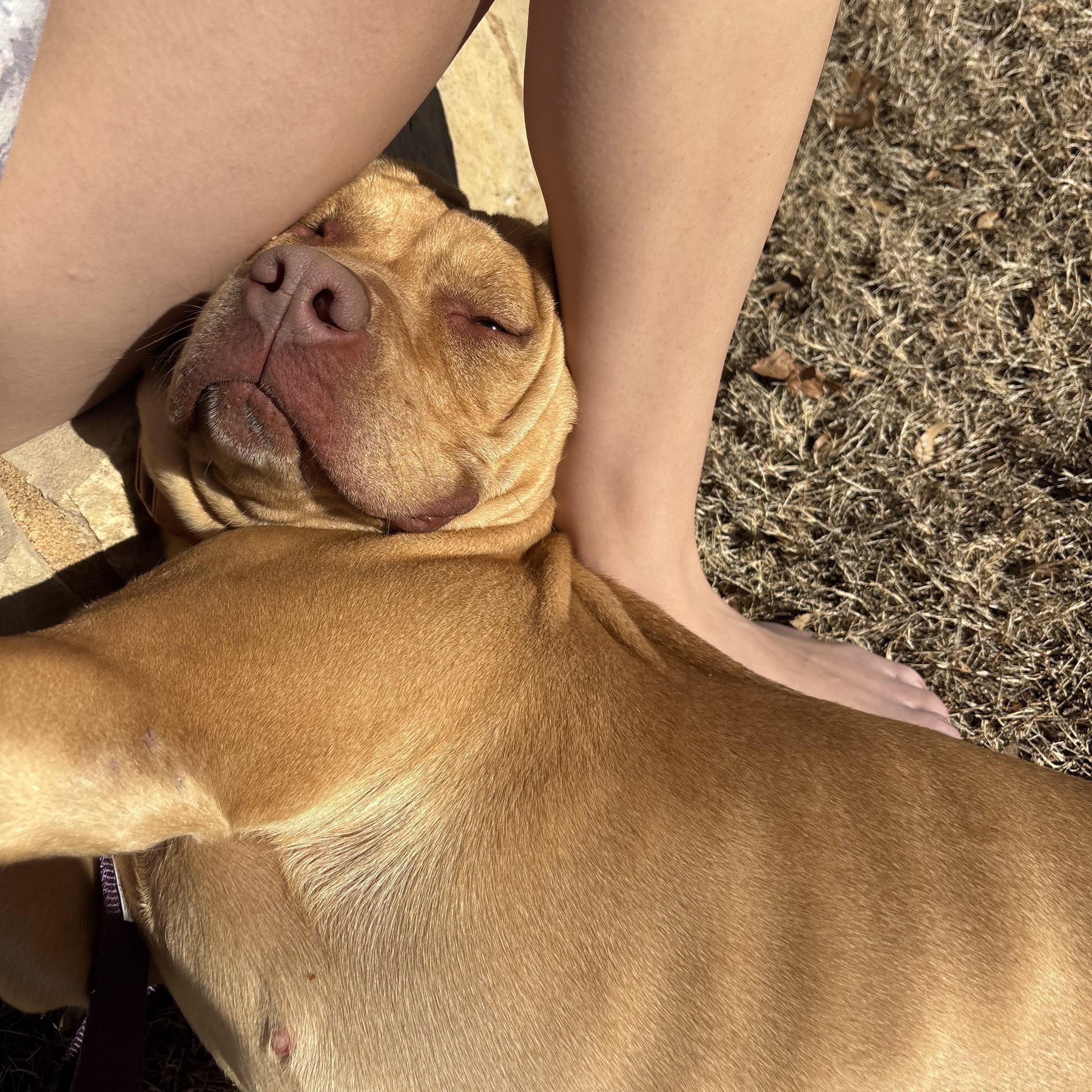 Enlarge Lemon, a ADOPTABLE mixed breed in Choctaw, OK image 2/6