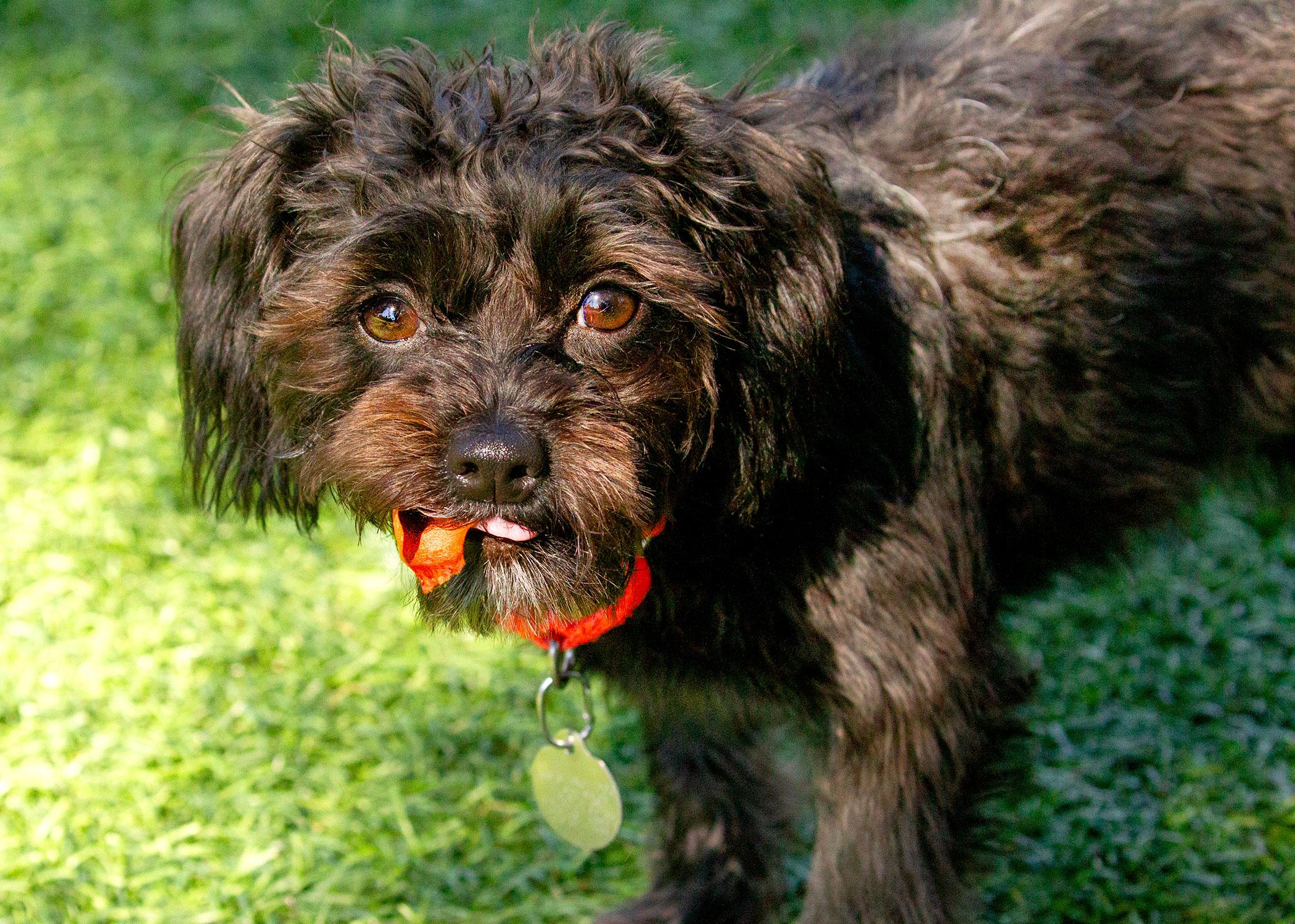 Raven, Adopted, Young Female Poodle (Toy) & Yorkie Poo.