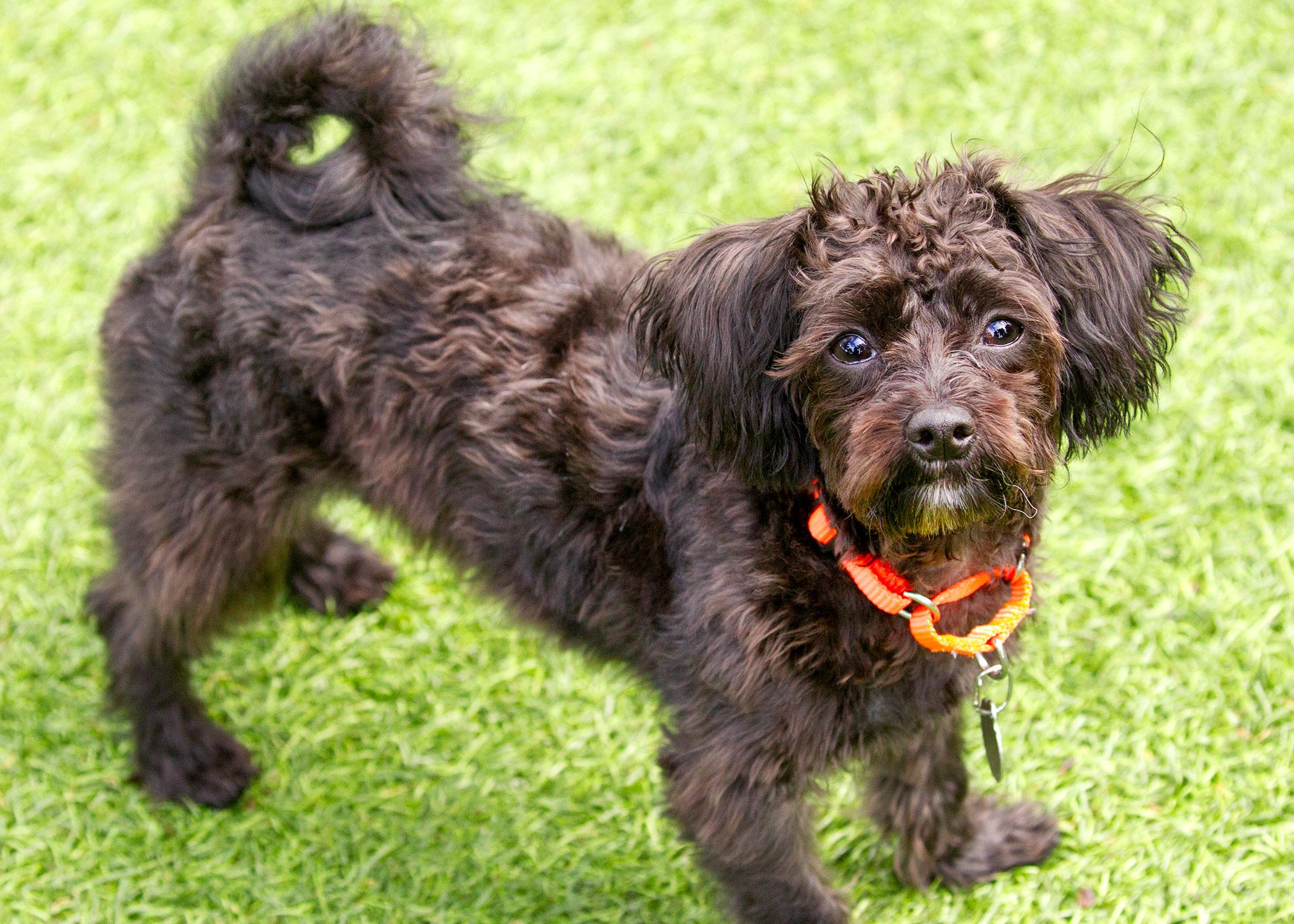 Raven, a Adopted mixed breed in Malibu, CA image 2/3