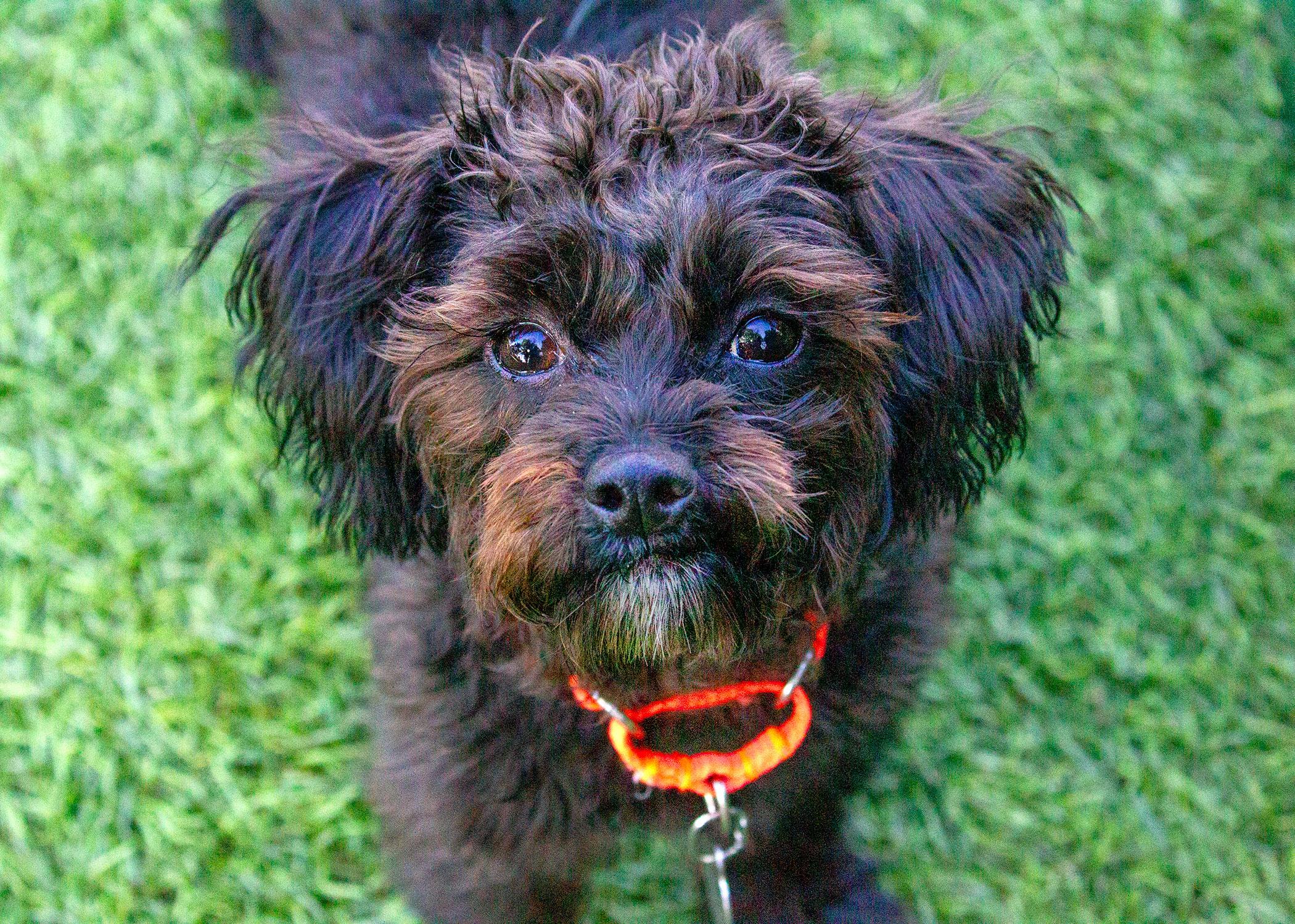 Raven, a Adopted mixed breed in Malibu, CA image 3/3