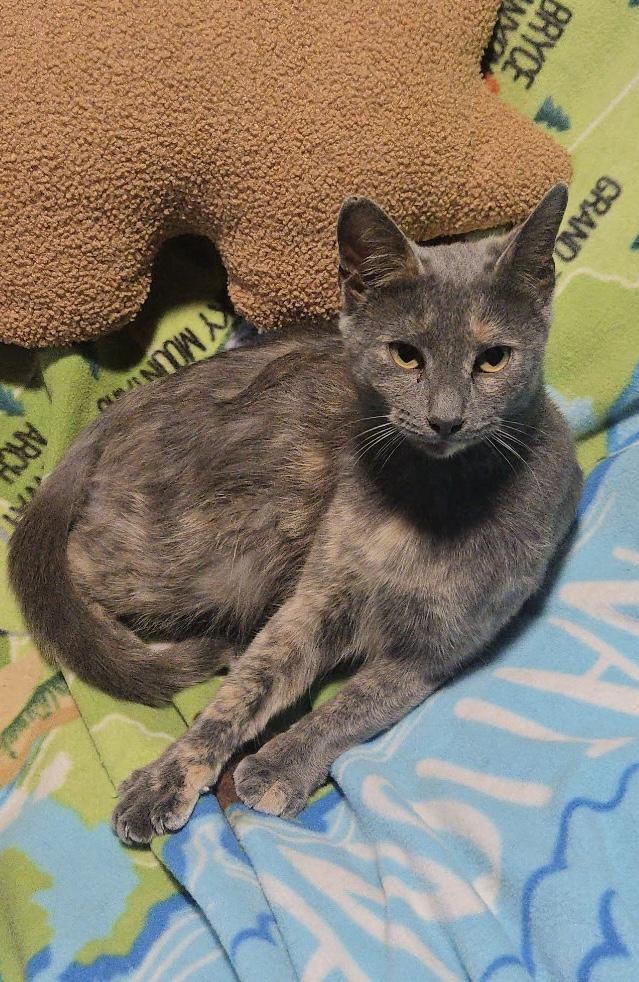 Enlarge Katiness, an adopted Domestic Short Hair in Garden City, MI image 1/3