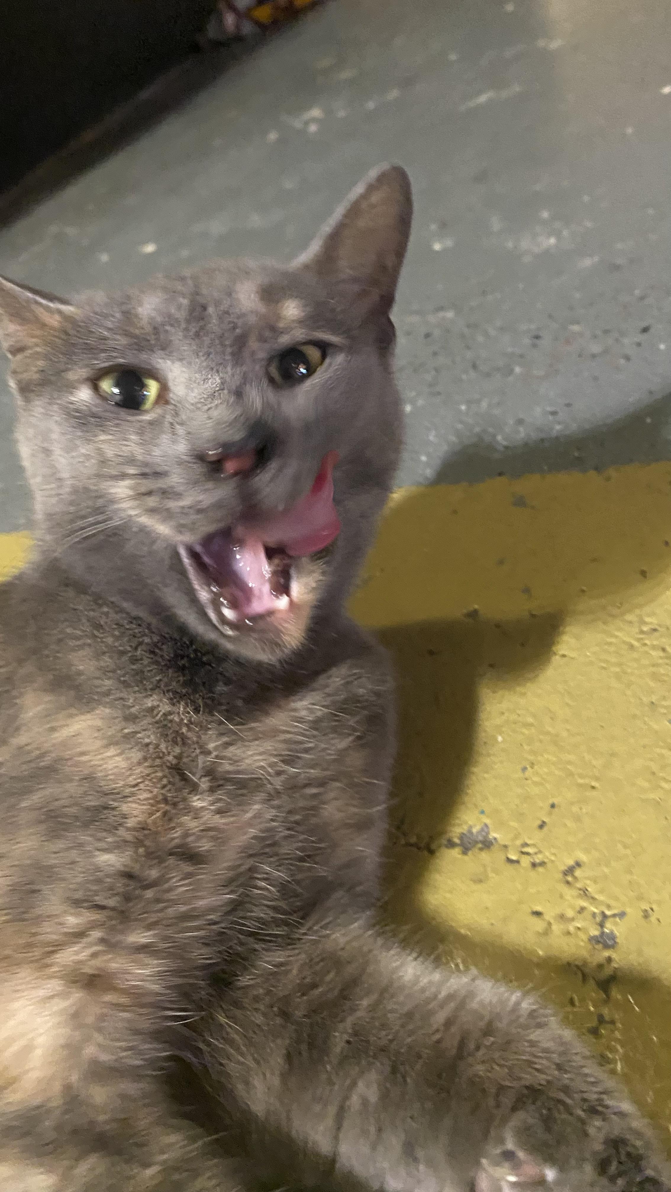 Enlarge Katiness, an adopted Domestic Short Hair in Garden City, MI image 3/3