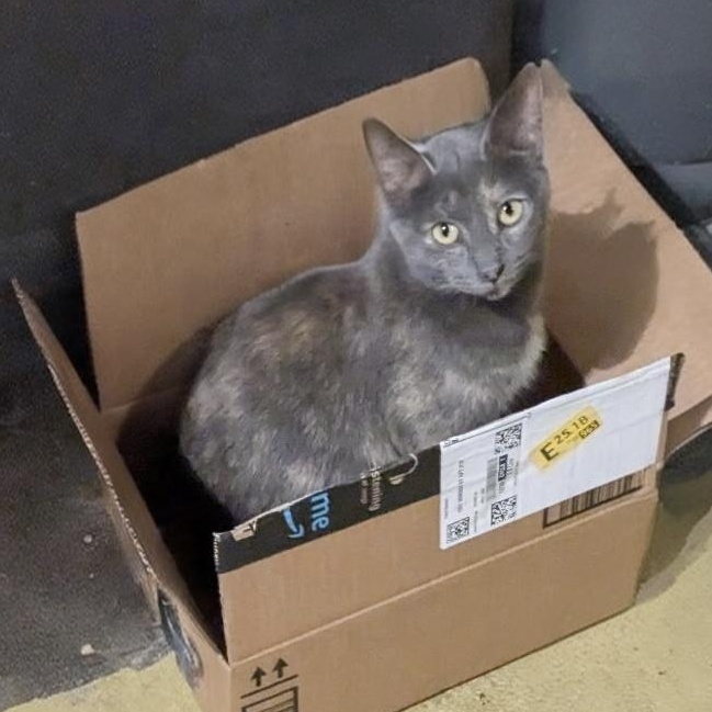 Enlarge Katiness, an adopted Domestic Short Hair in Garden City, MI image 2/3