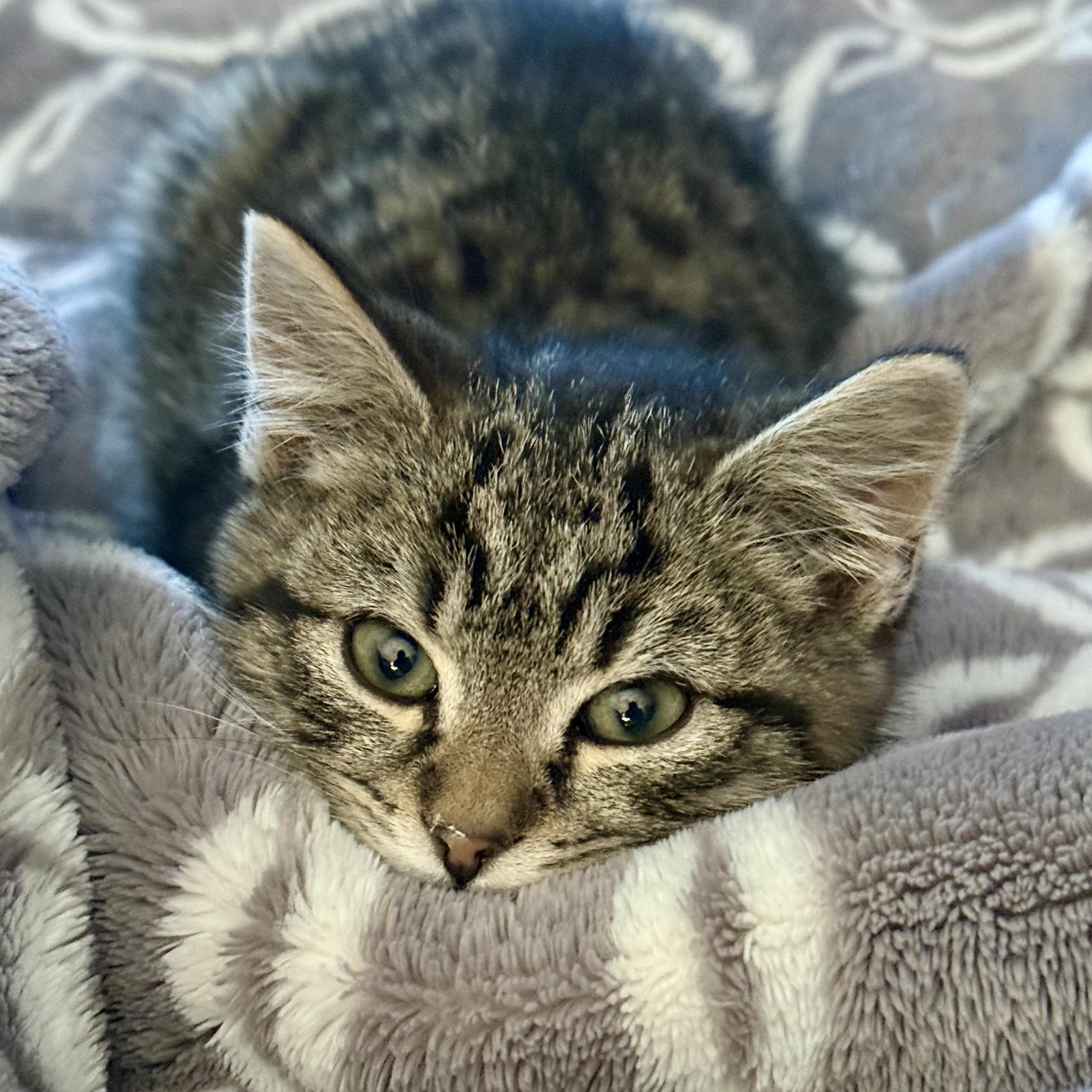 Enlarge Hawkins, an adopted Domestic Short Hair in Richmond, VA image 1/1