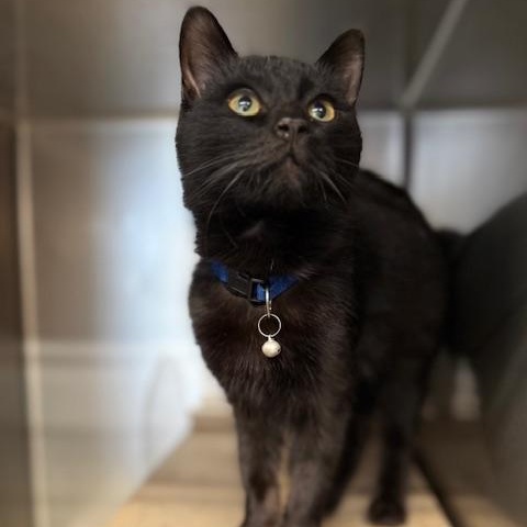Enlarge Binx, a ADOPTABLE Domestic Short Hair in Oakdale, CA image 1/1