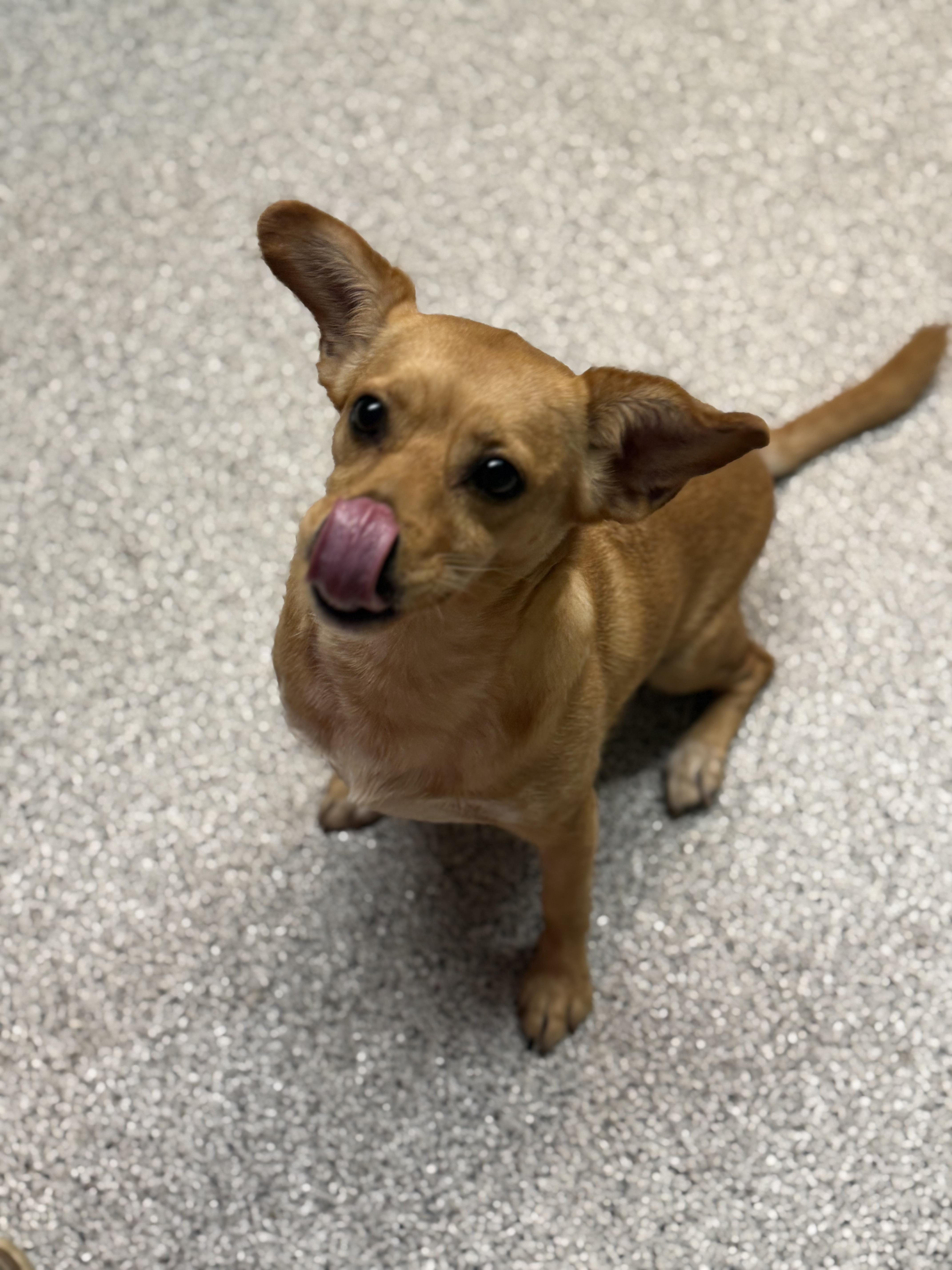 Enlarge Foxy, a Adoptable mixed breed in Medfield, MA image 6/6