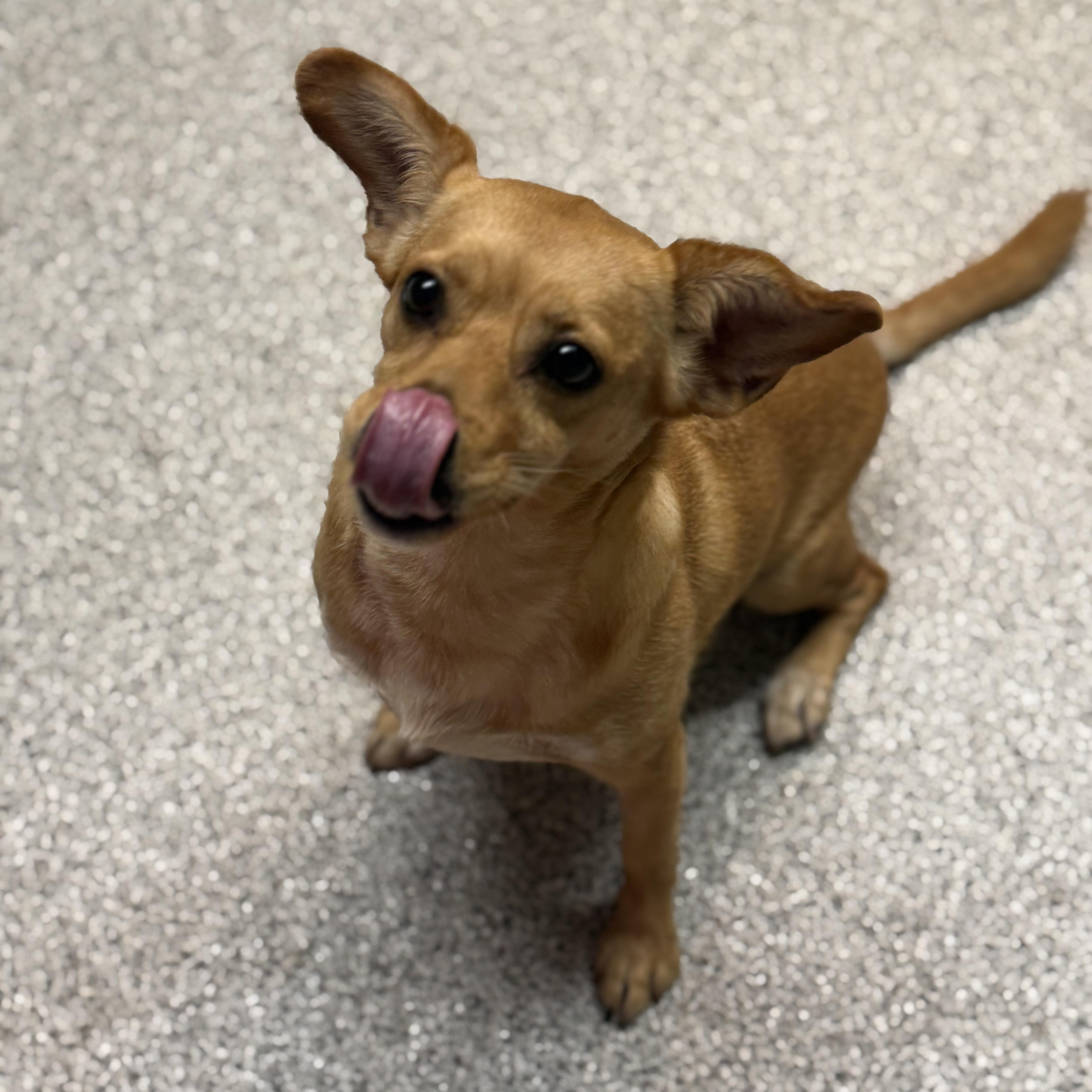 Enlarge Foxy, a Adoptable mixed breed in Medfield, MA image 6/6