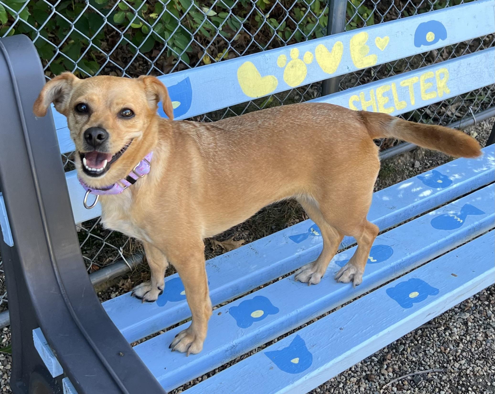 Foxy, Adoptable, Adult Female Chihuahua & Beagle.