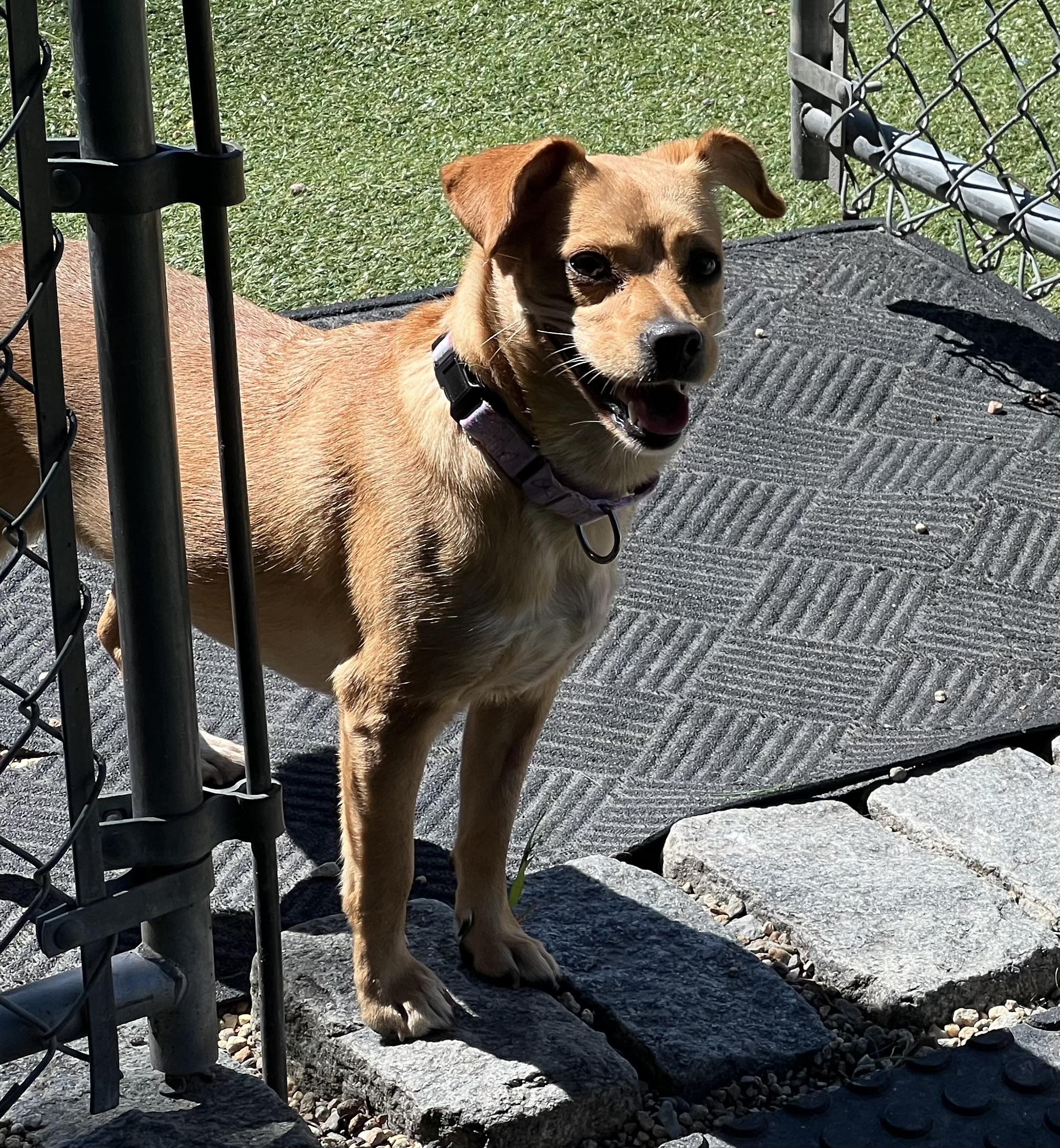 Enlarge Foxy, a Adoptable mixed breed in Medfield, MA image 4/6