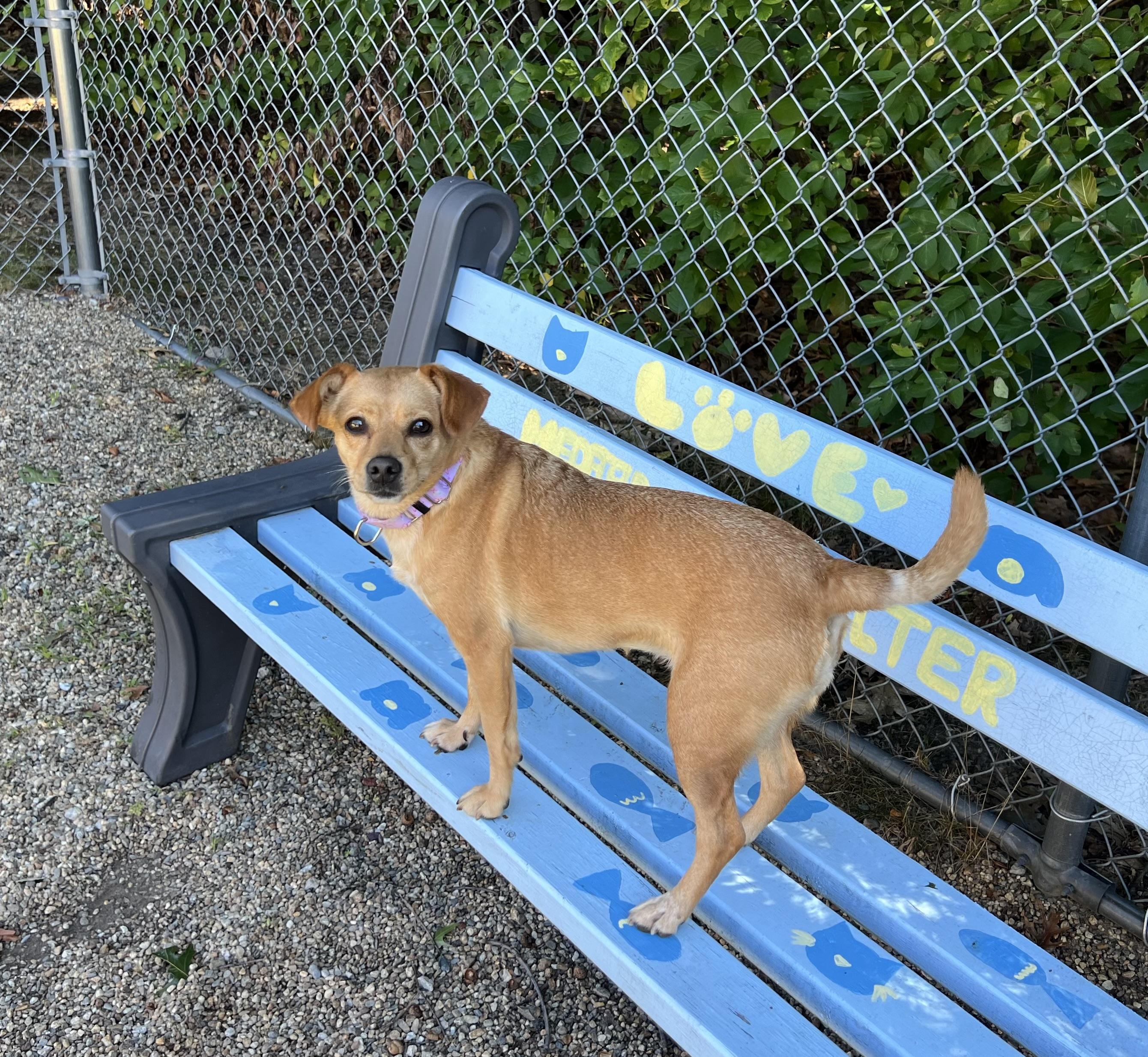 Enlarge Foxy, a Adoptable mixed breed in Medfield, MA image 3/6