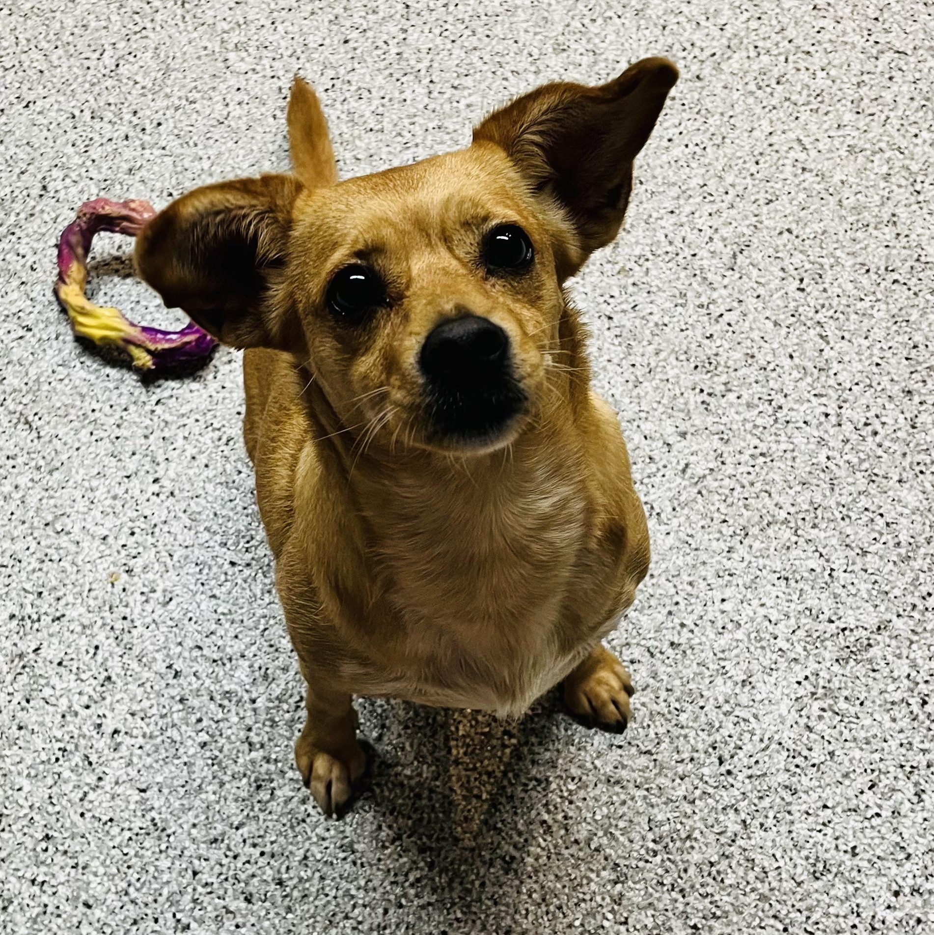 Enlarge Foxy, a Adoptable mixed breed in Medfield, MA image 5/6