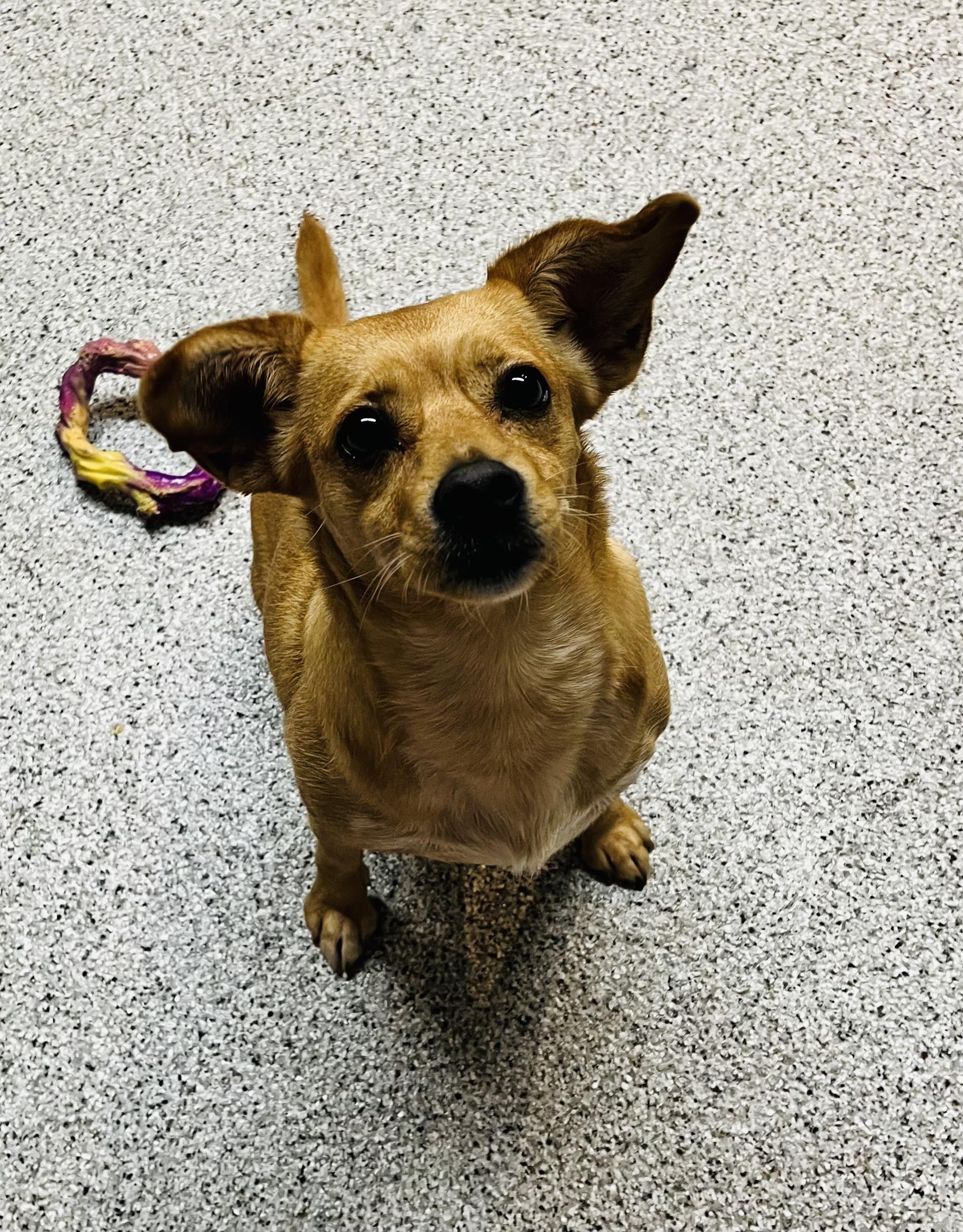 Enlarge Foxy, a Adoptable mixed breed in Medfield, MA image 5/6