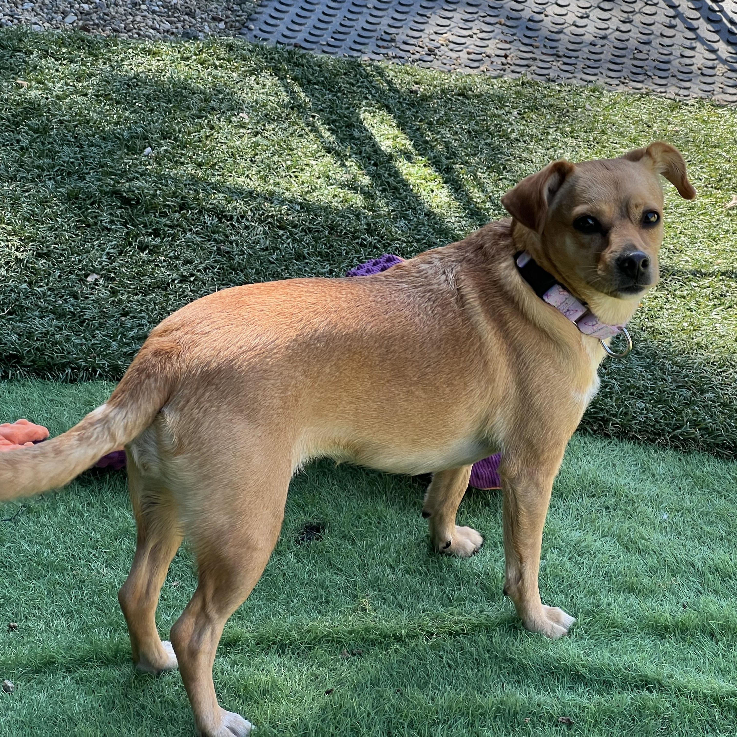 Enlarge Foxy, a Adoptable mixed breed in Medfield, MA image 2/6