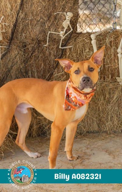 Enlarge BILLY, a Adoptable mixed breed in Mobile, AL image 1/1