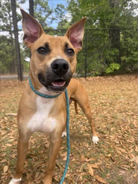 BILLY, Adoptable, Young Male Pit Bull Terrier & Mixed Breed.