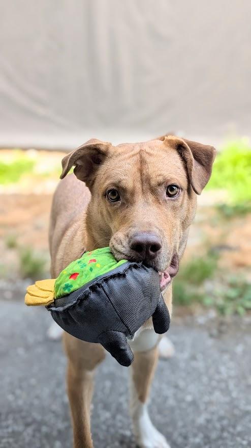 Enlarge Chip, a ADOPTABLE mixed breed in Coquitlam, BC image 2/3