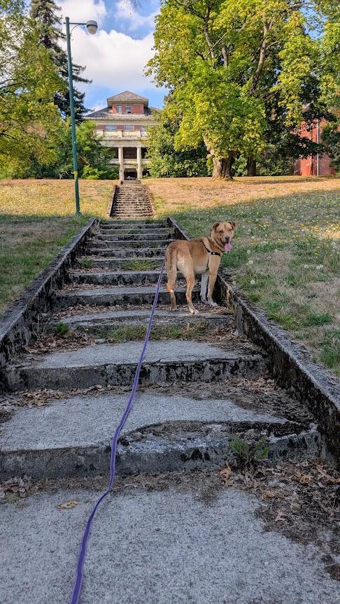 Enlarge Chip, a Adoptable mixed breed in Coquitlam, BC image 6/6