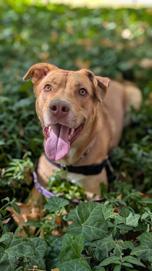 Chip, Adoptable, Adult Male Labrador Retriever & Pit Bull Terrier.