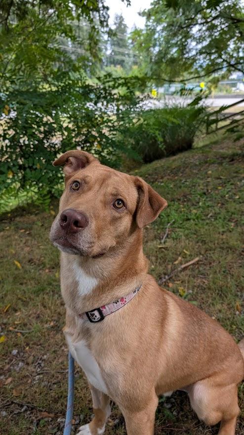 Enlarge Chip, a ADOPTABLE mixed breed in Coquitlam, BC image 3/3
