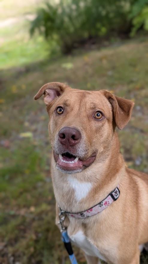 Chip, ADOPTABLE, Adult Male Labrador Retriever & Pit Bull Terrier.