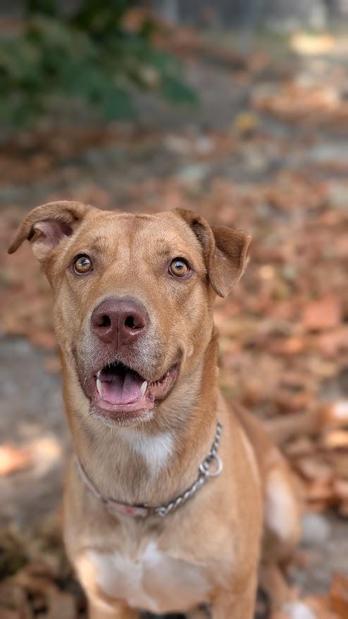 Chip, a ADOPTABLE mixed breed in Coquitlam, BC image 4/4