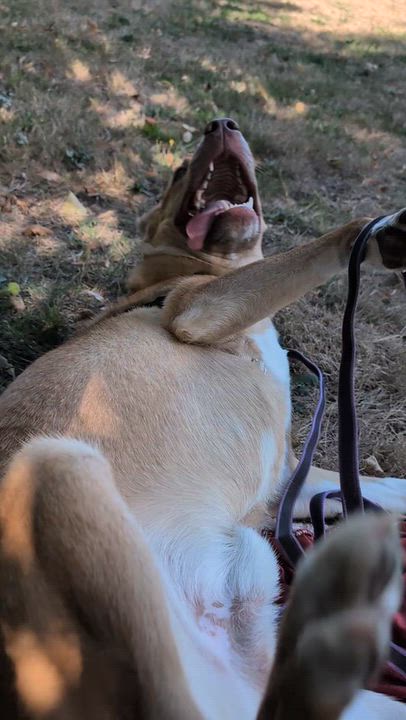 Enlarge Chip, a Adoptable mixed breed in Coquitlam, BC video 5/6