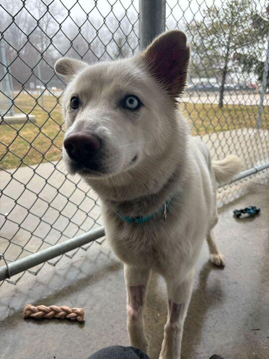 Mac, adopted, Adult Male Husky & Australian Shepherd.