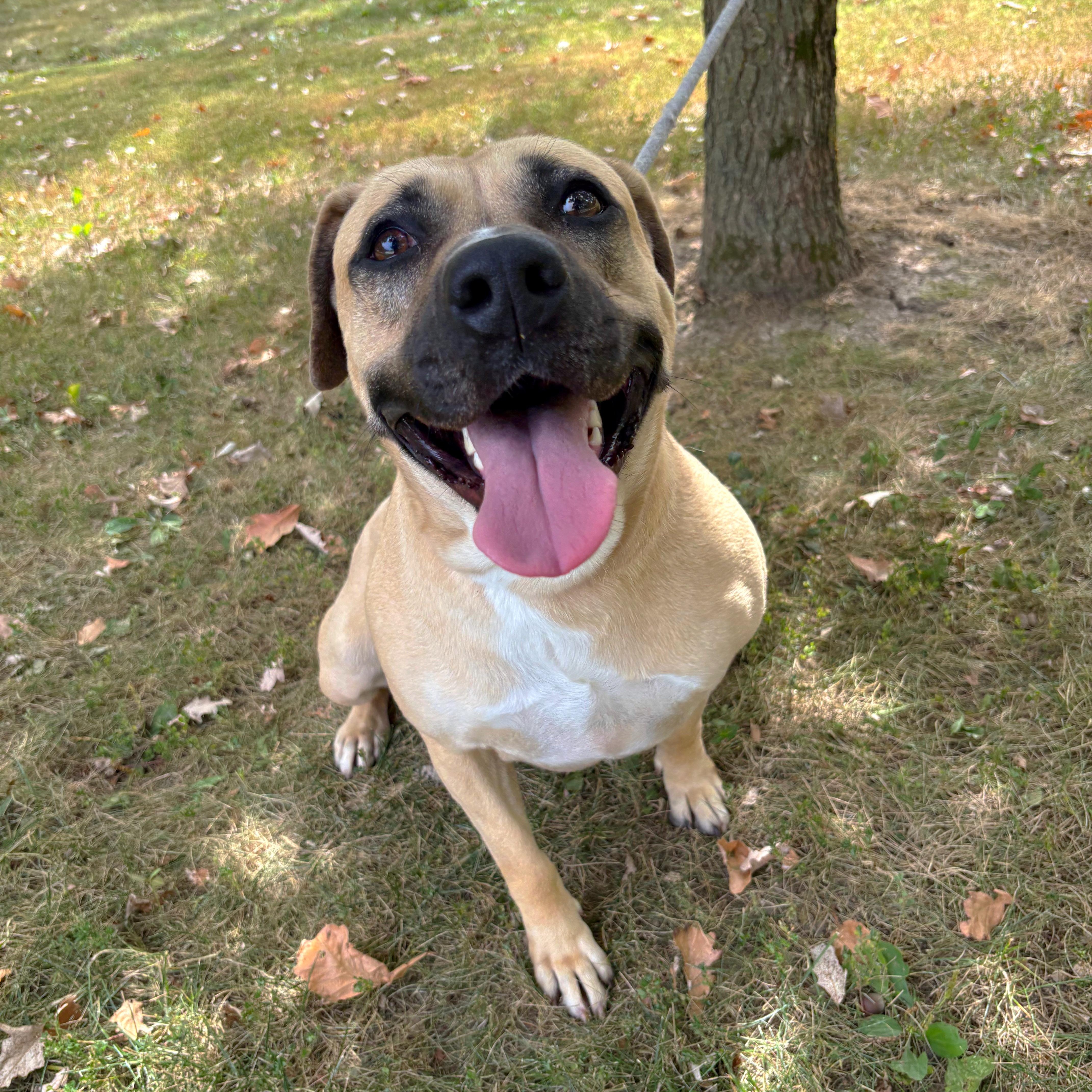 Enlarge Athena, a Adoptable mixed breed in Godfrey, IL image 1/3