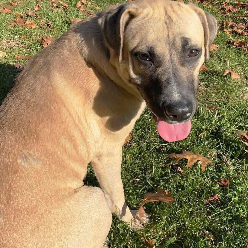 Enlarge Athena, a Adoptable mixed breed in Godfrey, IL image 2/3