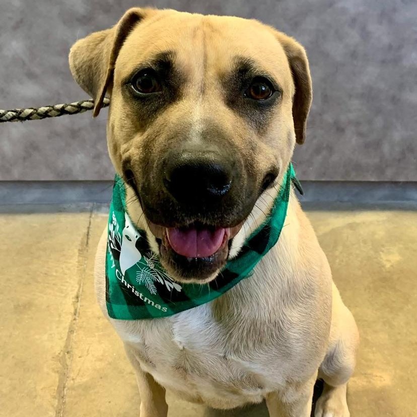 Enlarge Athena, a Adoptable mixed breed in Godfrey, IL image 3/3