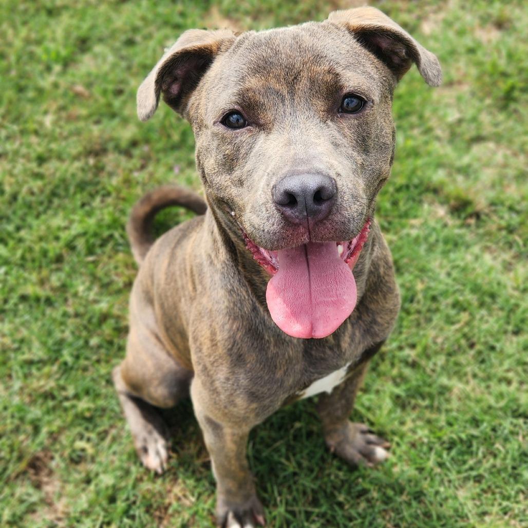 Ralph, Adoptable, Adult Male Pit Bull Terrier.