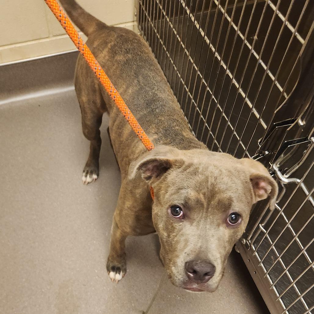 Ralph, a Adoptable Pit Bull Terrier in Norman, OK image 2/6