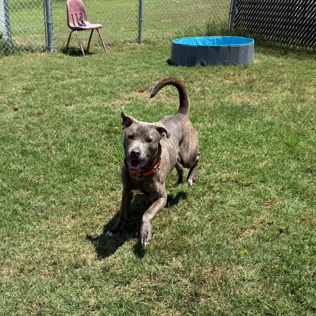 Ralph, a Adoptable Pit Bull Terrier in Norman, OK image 3/6