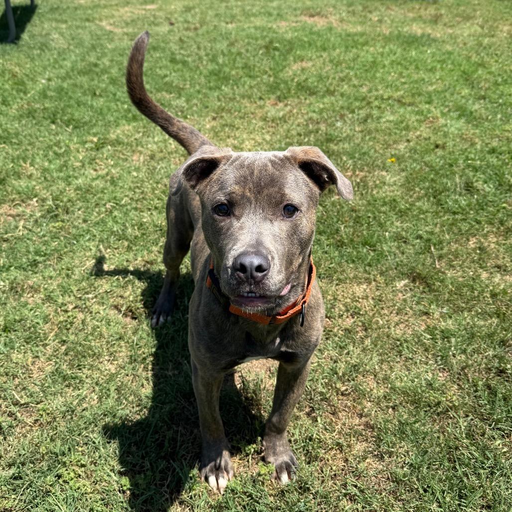 Ralph, a Adoptable Pit Bull Terrier in Norman, OK image 4/6