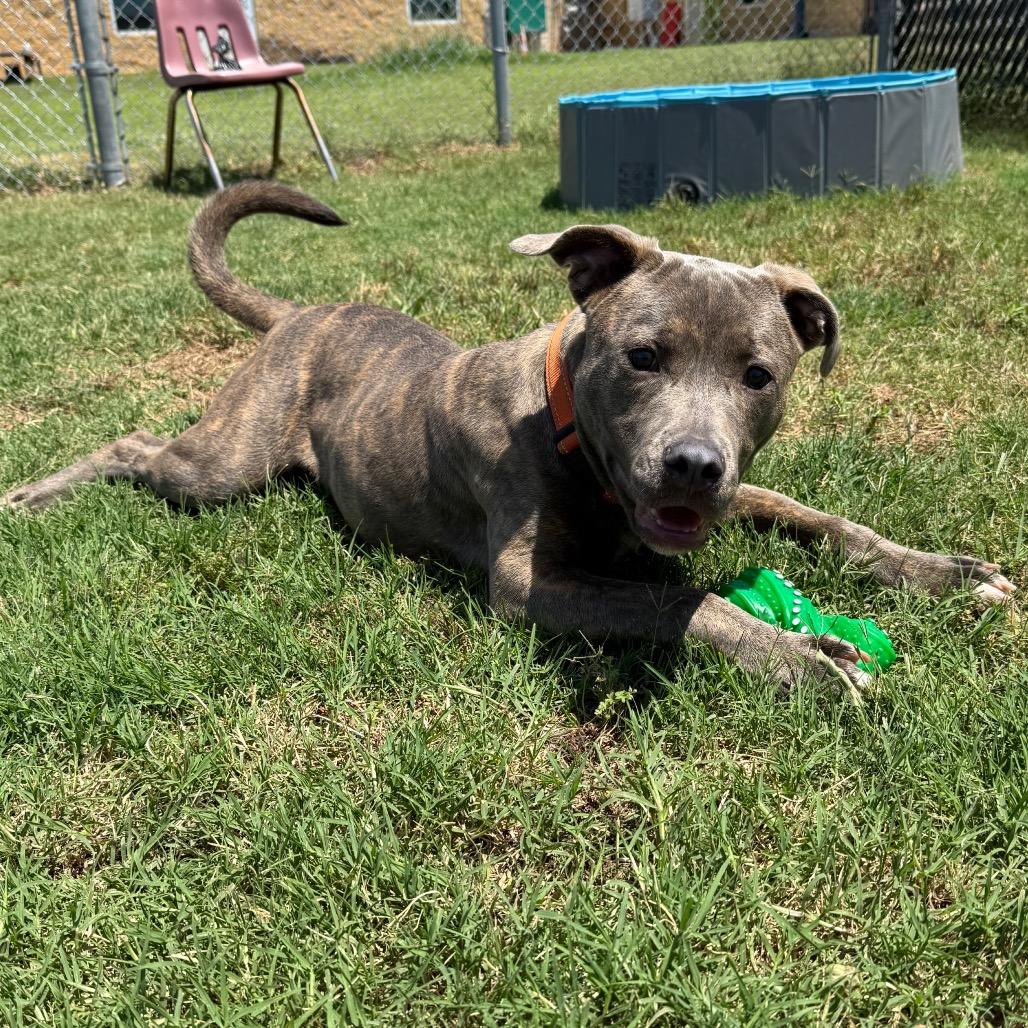 Ralph, a Adoptable Pit Bull Terrier in Norman, OK image 5/6