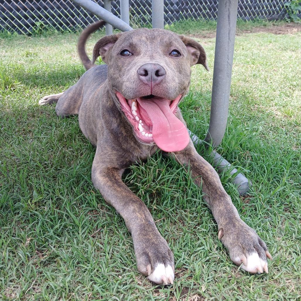 Ralph, a Adoptable Pit Bull Terrier in Norman, OK image 6/6