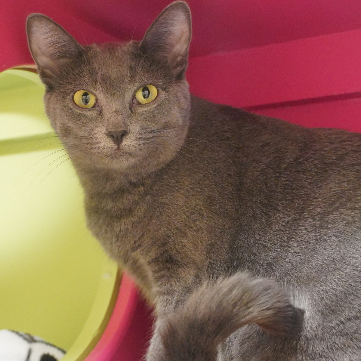 Sasha-II, a Adoptable Domestic Short Hair in Arlington Heights, IL image 1/4