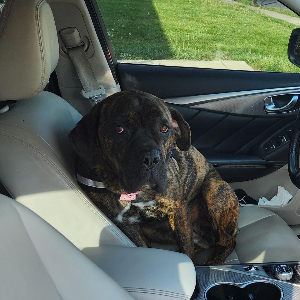 Enlarge Candyland, a Adoptable Mixed Breed in Philadelphia, PA image 1/6