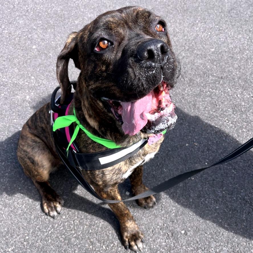 Enlarge Candyland, a Adoptable Mixed Breed in Philadelphia, PA image 2/6